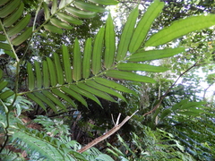 Angiopteris lygodiifolia