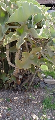 Kalanchoe beharensis