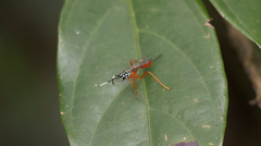 Cryptinae