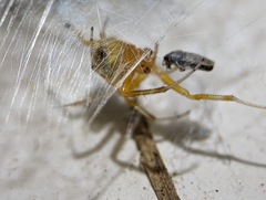 Araneus thaddeus