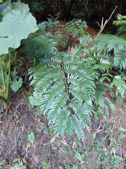 Angiopteris lygodiifolia