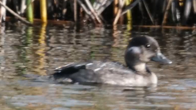 Bufflehead photographed in Alaska