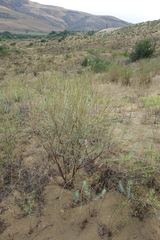 Astragalus brachylobus