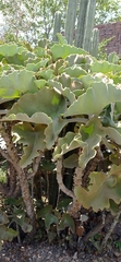 Kalanchoe beharensis