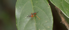 Cryptinae