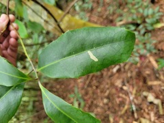 Helicia rengetiensis