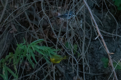 Setophaga nigrescens