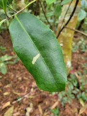 Helicia rengetiensis