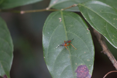 Cryptinae