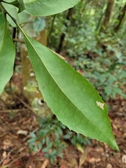 Helicia rengetiensis
