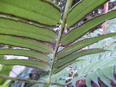 Angiopteris lygodiifolia