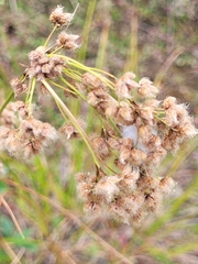 Scirpus cyperinus