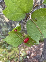 Viburnum edule