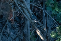 Setophaga nigrescens