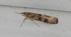 Nomophila nearctica