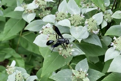 Isodontia