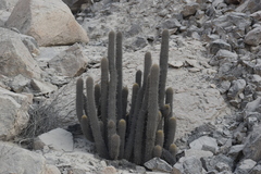 Haageocereus pseudomelanostele
