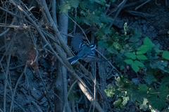 Setophaga nigrescens