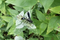 Isodontia
