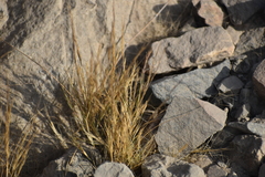Poaceae