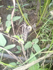Xylophanes falco