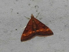 Pyrausta californicalis