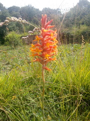 Dichromanthus cinnabarinus