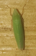 Draeculacephala antica