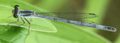 Ischnura