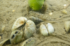Favonigobius exquisitus