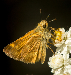 Ochlodes sylvanoides