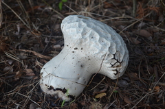 Calvatia cyathiformis