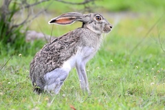 Lepus callotis