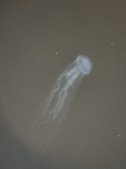 Chrysaora chesapeakei