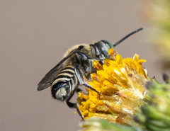 Eutricharaea