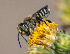 Eutricharaea
