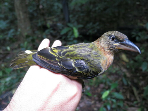 Giant Weaver (Ploceus grandis), photo 6