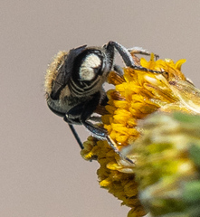 Eutricharaea
