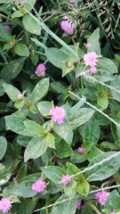 Gomphrena sonorae