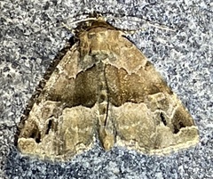 Niphonyx segregata