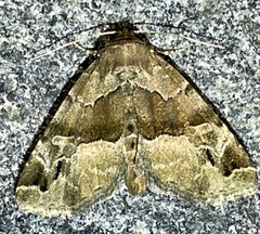 Niphonyx segregata