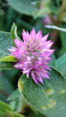 Gomphrena sonorae