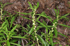 Proserpinaca palustris