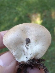 Lycoperdon pratense