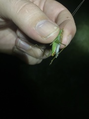 Orchelimum silvaticum