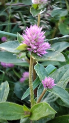 Gomphrena sonorae