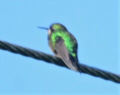 Chlorostilbon melanorhynchus