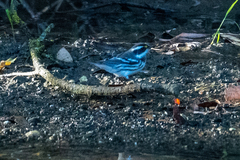 Setophaga nigrescens