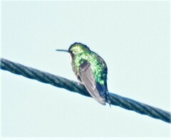 Chlorostilbon melanorhynchus