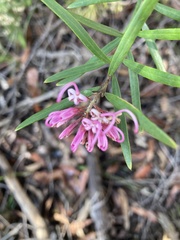 Grevillea sericea